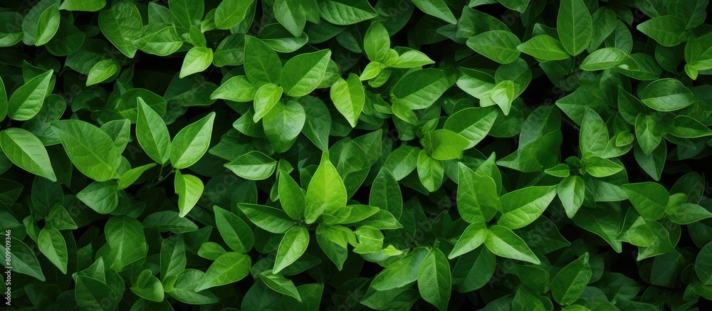 Aufkleber An image of a background filled with green leaves providing a copy space for additional content