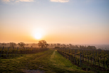 vineyard in the morning