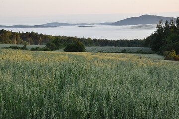 Fototapeta premium A fog on an autumn morning, Sainte-Apolline, Québec, Canada