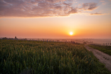 sunrise over the barley field