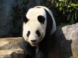 Fototapeta premium 動物園のパンダ