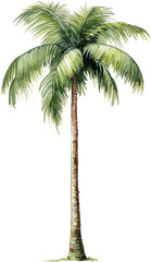 Coconut palm tree watercolor painting isolated on transparent background.