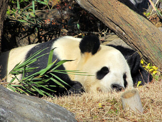 昼寝する動物園のパンダ