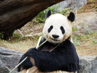 竹を食べる動物園のパンダ