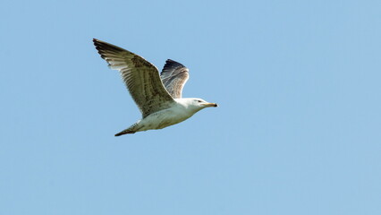 seagull in the sky