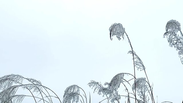 Gently wind grass flowers in morning fresh air of a calm winter time. A cool earth toned footage for a warm welcome of fall and winter. 