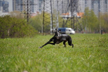 whippet dog running in the grass cunsing