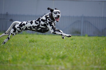 dalmatian dog running in the grass cunsing