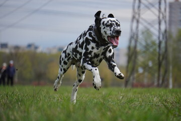 dalmatian dog running in the grass cunsing