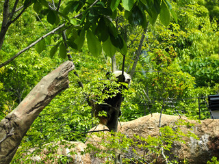 木に登った動物園のパンダ