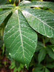 rain drops on leaf