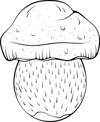Boletus mushroom. Forest autumn fungus edible mushroom. Vector illustration in hand drawn sketch doodle style. Line art graphic healthy organic food isolated on white. Design for coloring book, print