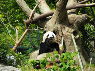 タケノコを食べる動物園のパンダ