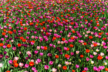 Vibrant field of multicolored tulips under the bright daylight