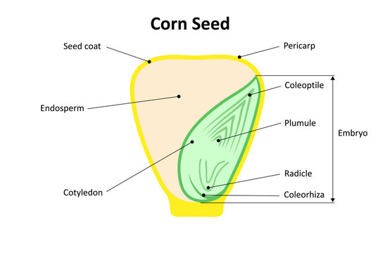 Corn seed (Monocot). Parts of a seed. Diagram.