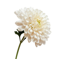 Chrysanthemum on a transparent background.