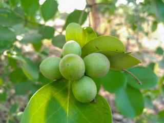 Carissa carandas wild indian fruit This is called Karvand in Marathi