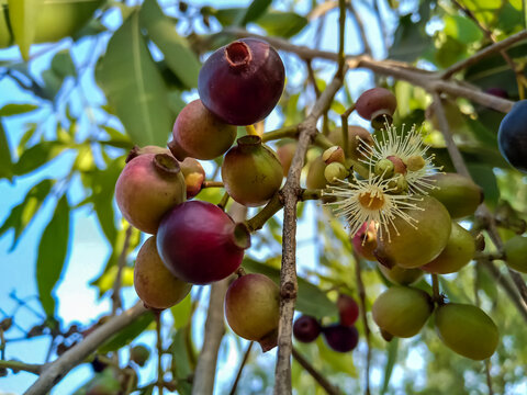 Raw jambu and flowers are on the branch.  Common names are java plum, black plum, jambul and Indian blackberry.