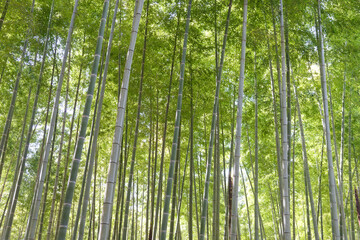 青々と伸びた竹が密集した竹林