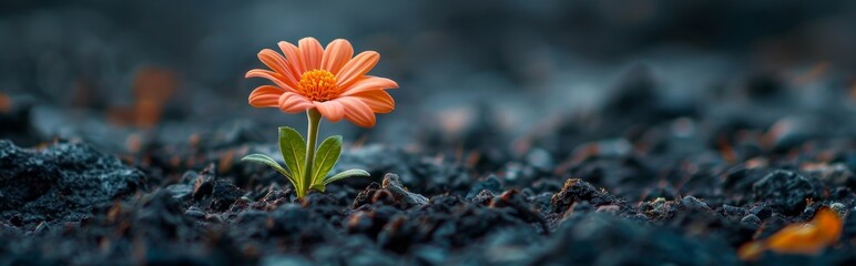 A flower grows out of the dry black soil, hope,Blossoming Hope: A Symbol of Resilience and Renewal | 4K HD Wallpaper
