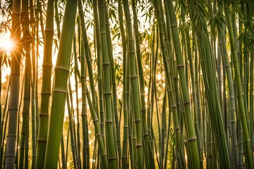Fototapeta premium Bamboo in sunset