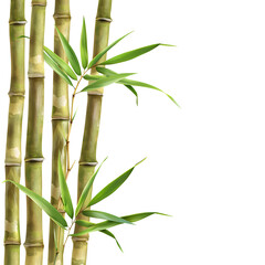 Bamboo isolated on white background, hyperrealism, png
