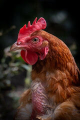 brown chicken in the farm