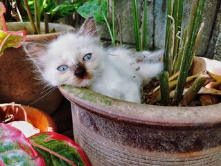 Cat sitting in a flower pot