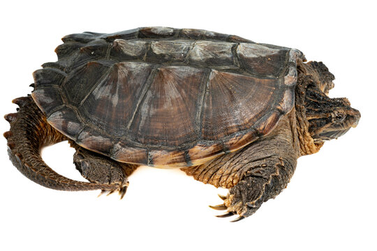 Common Snapping Turtle - Chelydra serpentina on white background