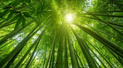 Sunlight filtering through a lush bamboo forest, creating a vibrant and tranquil green canopy
