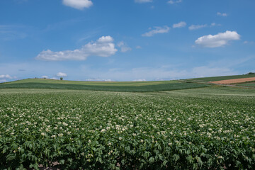 丘陵地帯の花が咲いたジャガイモ畑
