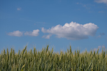緑の麦の穂と青空
