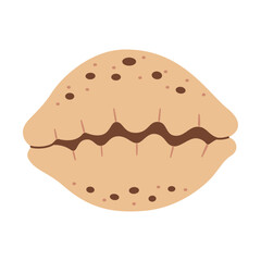 Hand drawn Tiger Cowrie Seashell. Trendy flat style seashell illustration. Souvenir seashell isolated on white background. Vector illustration