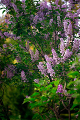 Obraz premium Lilacs flowers bush bloom in spring fabulous garden on mysterious fairy tale springtime floral background, beautiful idyllic blooming nature and flowering trees blossom.