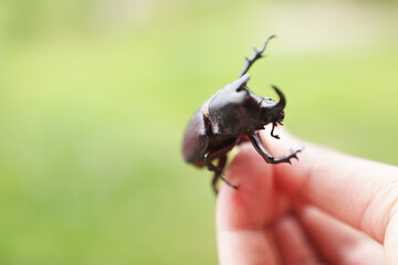 Black beetle on hand.