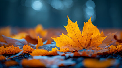 autumn leaves background