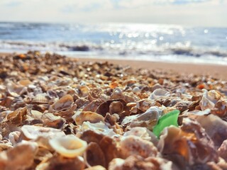 Shells on the beach, and sea waves, wallpaper, background, graphic design resources