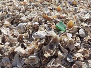 Shells on the beach, and sea waves, wallpaper, background, graphic design resources