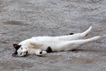white cat lying on the floor stretching, against gray background. selecive focus