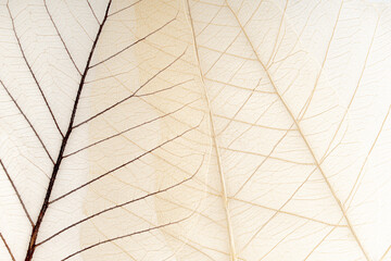 Dry leaves texture for background, Fiber structure branches, Leaf veins abstract of Autumn background for creative banner design or greeting card