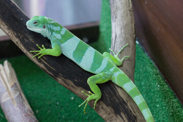 Green chameleon is on a branch in the zoo. A reptile is on a tree