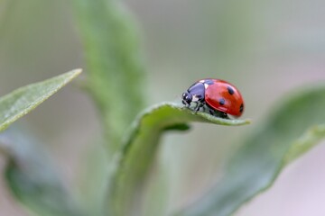 A macro portrait of a small red and black ladybug with black spots or coccinellidae sitting on the tip of a blade of grass. The small insect is searching and hunting.