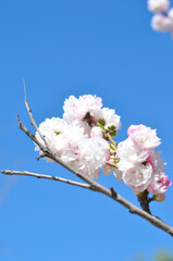 blossom