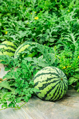 Fresh watermelon fruit in watermelon fields. Watermelon harvest season in summer.