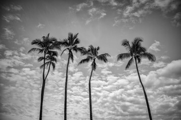 Tall Coconut Palm Grove in Black and White.
