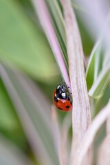 A close up portrait of a small red and black ladybug with black spots or coccinellidae sitting on a brown blade of grass. The small insect is walking around and hunting.