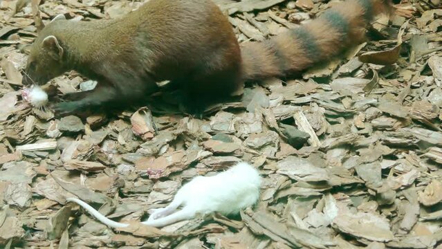 Ring-tailed mongoose (Galidia elegans)
