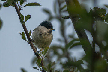 Marsh Tit on branch