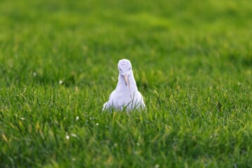 A front portrait of a white mew, seagull or gull seabird sitting in the green grass of a meadow on the countryside. The feathered animal is looking around searching for food.