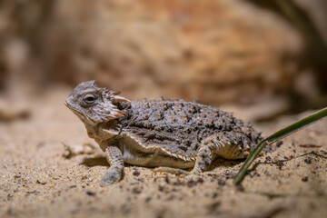 Short-tailed Horned Lizard - Phrynosoma braconnieri, beautiful unique lizard endemic to pine-oak woodland of Mexico.